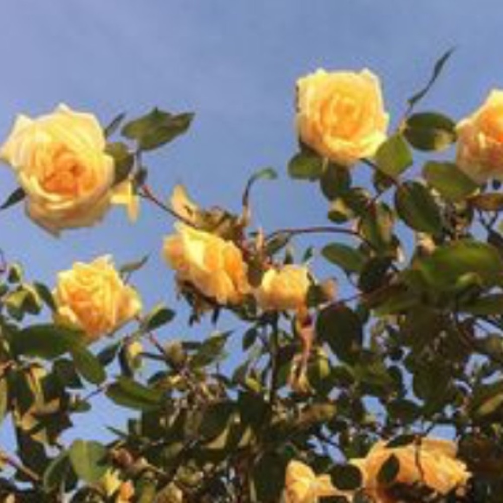 Meet your Posher, Hadley